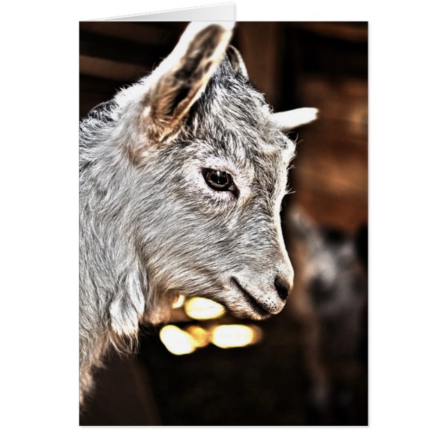 Getty Images | Little Goat (Front)