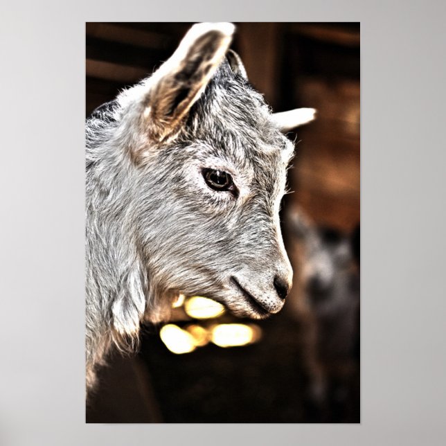 Getty Images | Little Goat Poster (Front)