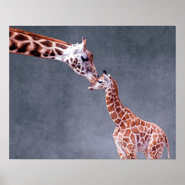 Getty Images | Mother & Baby Giraffe Poster (Front)
