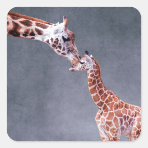 Getty Images   Mother & Baby Giraffe Square Sticker