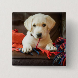 Getty Images Puppy On A Sofa 15 Cm Square Badge