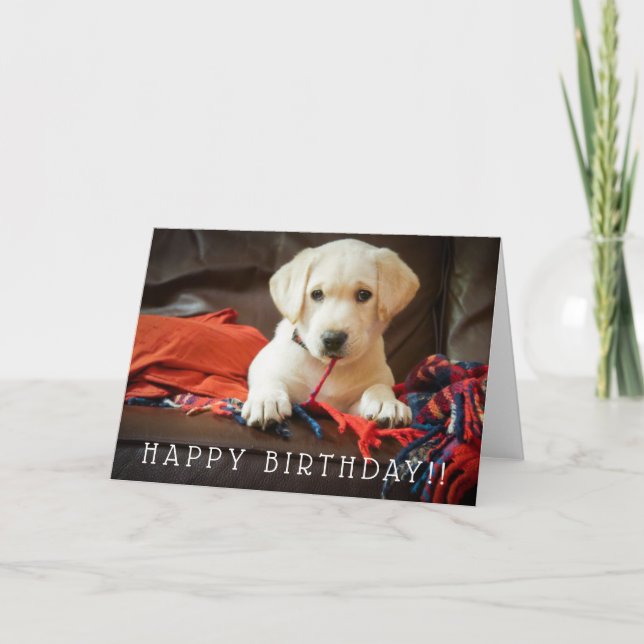 Getty Images | Puppy On A Sofa Card (Front)