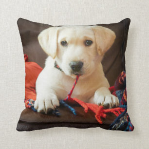 Getty Images   Puppy On A Sofa Cushion