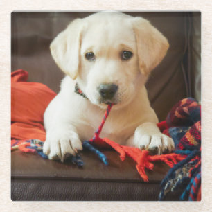 Getty Images   Puppy On A Sofa Glass Coaster