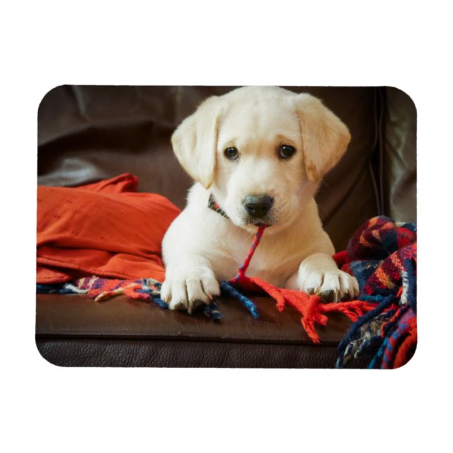 Getty Images | Puppy On A Sofa Magnet (Horizontal)
