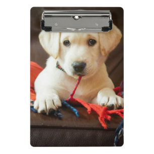 Getty Images Puppy On A Sofa Mini Clipboard