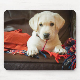 Getty Images   Puppy On A Sofa Mouse Pad