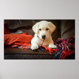 Getty Images Puppy On A Sofa Poster