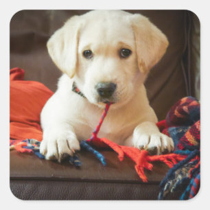 Getty Images   Puppy On A Sofa Square Sticker
