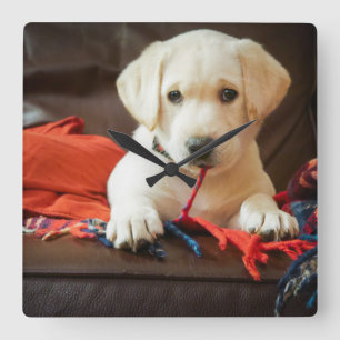 Getty Images Puppy On A Sofa Square Wall Clock