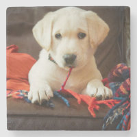 Getty Images | Puppy On A Sofa
