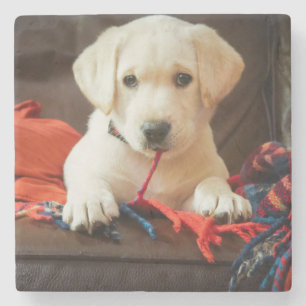 Getty Images   Puppy On A Sofa Stone Coaster
