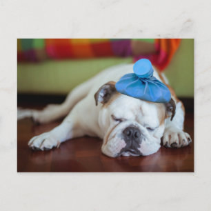 Getty Images   Sick Young Puppy Postcard