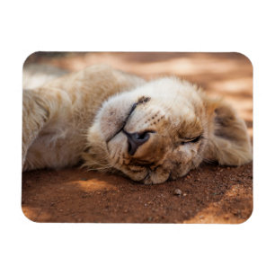 Getty Images Sleeping Lion Cub Magnet