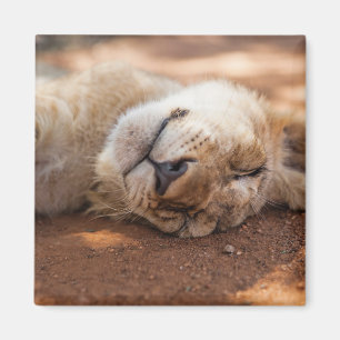 Getty Images Sleeping Lion Cub Magnet