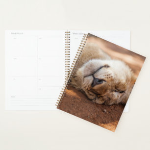 Getty Images   Sleeping Lion Cub Planner