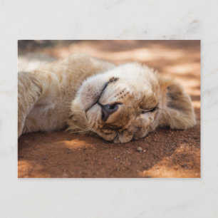 Getty Images   Sleeping Lion Cub Postcard