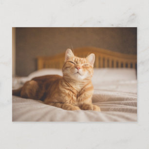 Getty Images   Sleepy Cat Postcard
