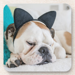 Getty Images Sleepy Dog with Cat Headband Coaster