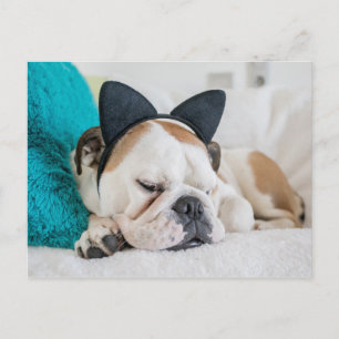 Getty Images   Sleepy Dog with Cat Headband Postcard