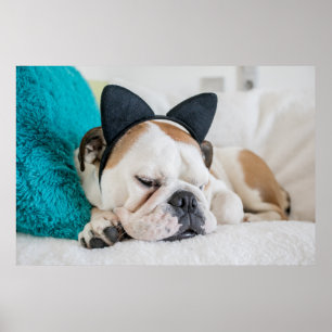 Getty Images   Sleepy Dog with Cat Headband Poster