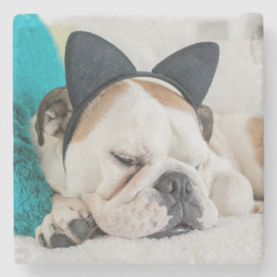 Getty Images   Sleepy Dog with Cat Headband Stone Coaster