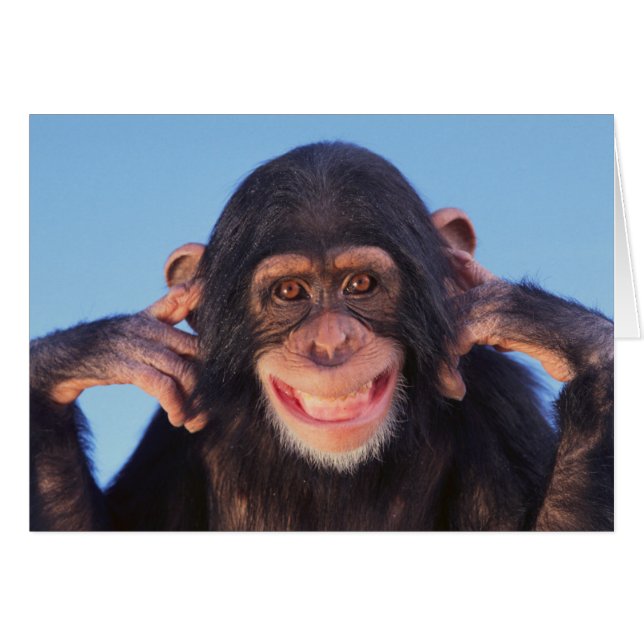 Getty Images | Smiling Chimpanzee (Front Horizontal)
