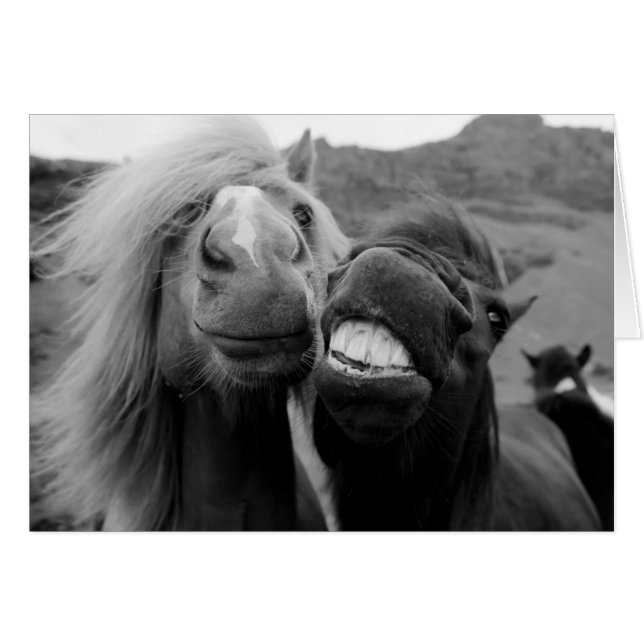 Getty Images | Smiling Horses (Front Horizontal)