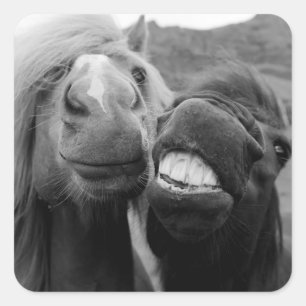 Getty Images   Smiling Horses Square Sticker