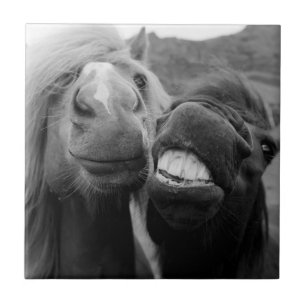 Getty Images   Smiling Horses Tile