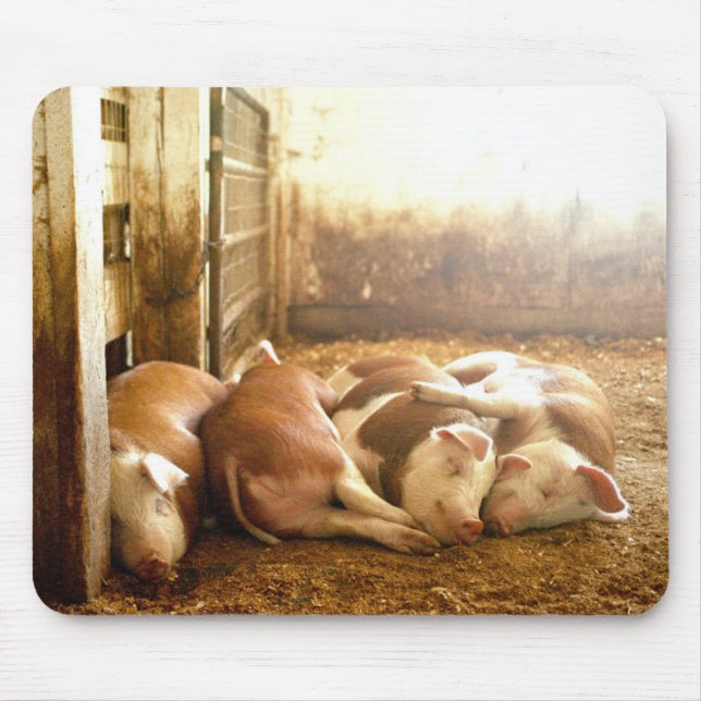 Getty Images | Snuggling Pigs Mouse Pad (Front)