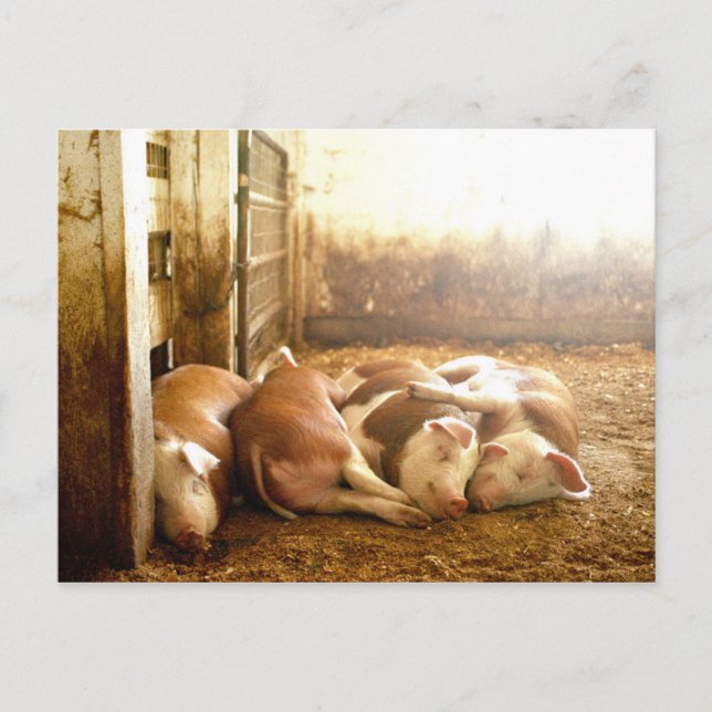 Getty Images | Snuggling Pigs Postcard (Front)