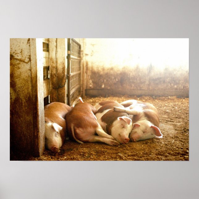 Getty Images | Snuggling Pigs Poster (Front)