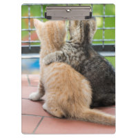 Getty Images | Two Kittens on a Balcony