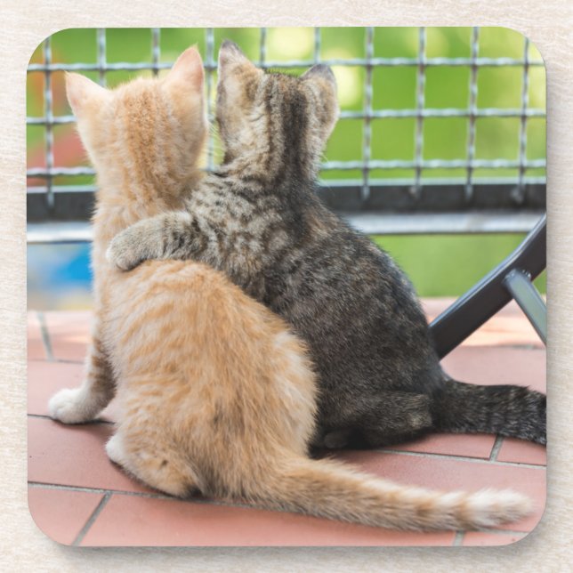 Getty Images | Two Kittens on a Balcony Coaster (Front)