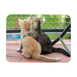 Getty Images Two Kittens on a Balcony Magnet