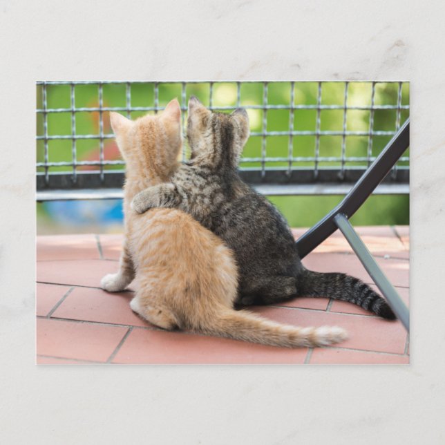 Getty Images | Two Kittens on a Balcony Postcard (Front)
