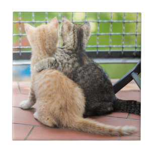 Getty Images   Two Kittens on a Balcony Tile
