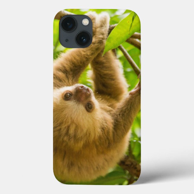 Getty Images | Upside Down Sloth Case-Mate iPhone Case (Back)