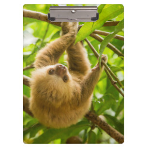 Getty Images   Upside Down Sloth Clipboard
