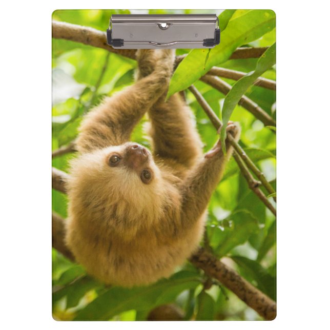 Getty Images | Upside Down Sloth Clipboard (Front)