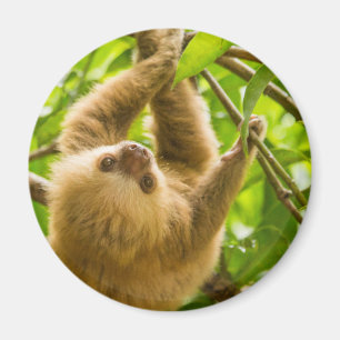 Getty Images Upside Down Sloth Magnet