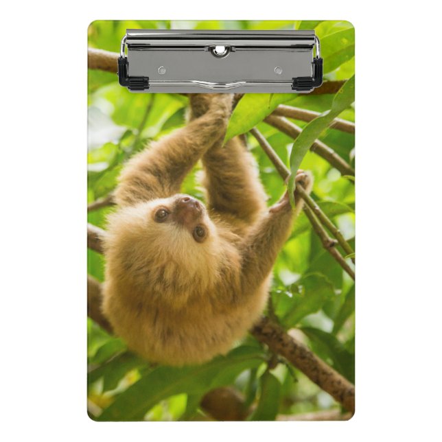 Getty Images | Upside Down Sloth Mini Clipboard (Front)
