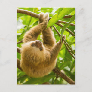 Getty Images Upside Down Sloth Postcard