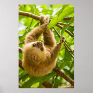 Getty Images | Upside Down Sloth Poster