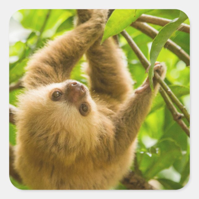 Getty Images | Upside Down Sloth Square Sticker (Front)
