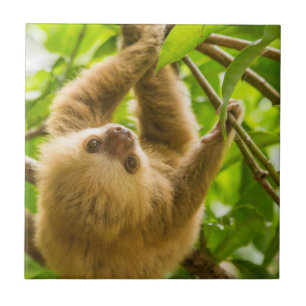 Getty Images   Upside Down Sloth Tile