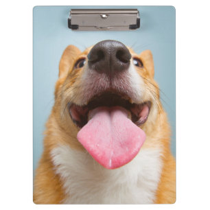 Getty Images Very Happy Corgi Clipboard