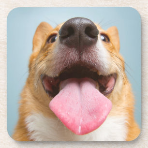 Getty Images Very Happy Corgi Coaster