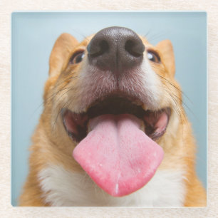 Getty Images   Very Happy Corgi Glass Coaster